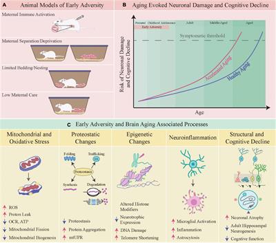 Early Adversity and Accelerated Brain Aging: A Mini-Review